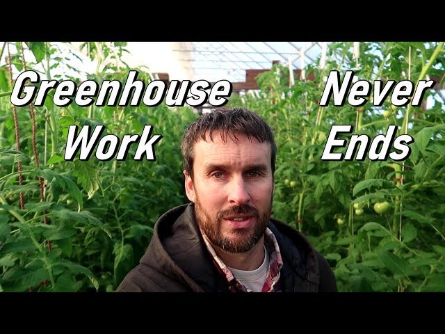 Hydroponic Tomato Farming | Weekly Plant Maintenance  | Wishwell Farms vlog 10