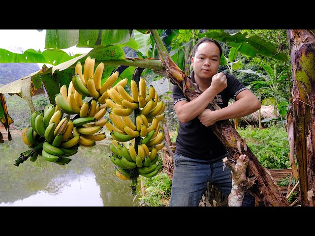 PRIMITIVE SKILLS; Harvest bananas - Make Pig Barn Doors and Wooden Feeding Troughs for Pigs