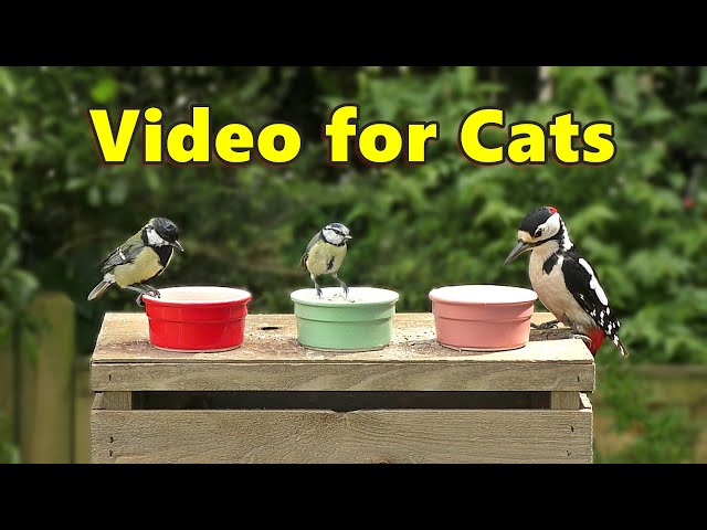 Birds for Cats to Watch on The Little Pots / Cat TV