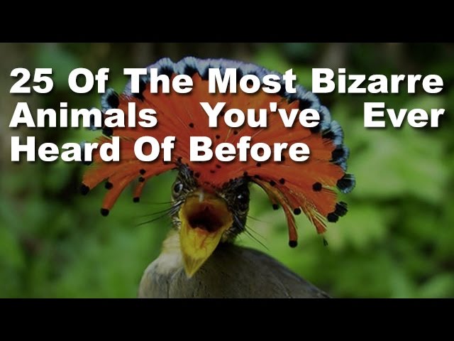 25 Of The Most Bizarre Animals You’ve Ever Heard Of Before