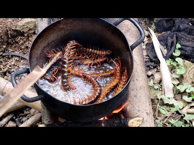 The jungler catches and cooks delicious grilled centipedes