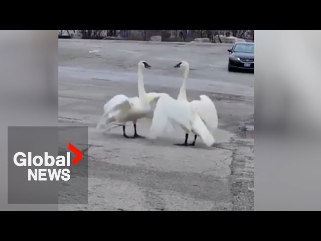 “Magical” reunion of Toronto swan pair goes viral