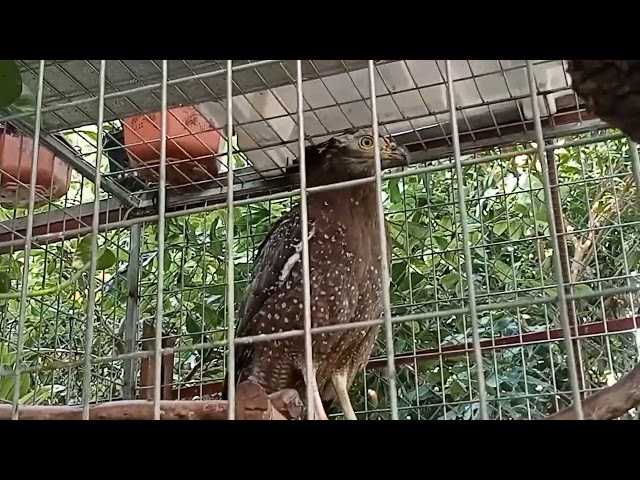 Pet video. This is a very superior hunting falcon.