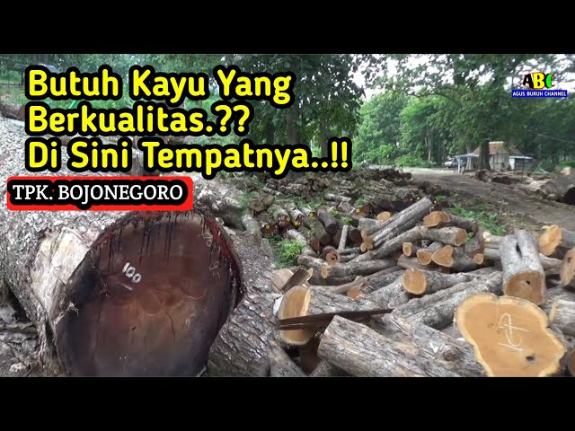 Tempat Penampungan Kayu Terbaru Di Bojonegoro_Tpk Bojonegoro/wood shelter