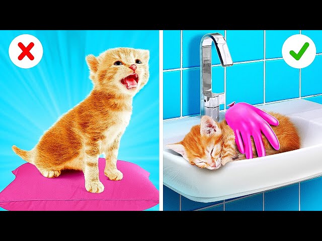 Save This Tiny Cat | Secret Hacks for Pet Owners!