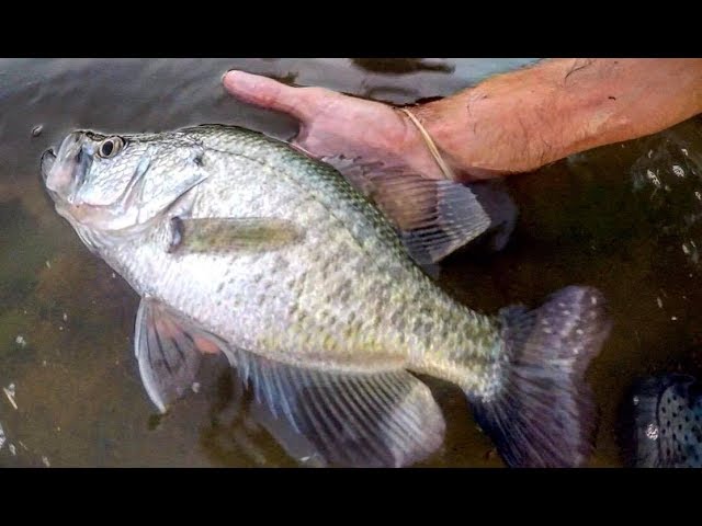 HOW TO CATCH CRAPPIE around SHALLOW COVER!