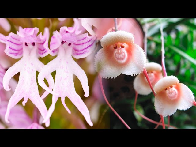 10 RARE And AMAZING FLOWERS You Won't Believe Exist Part II