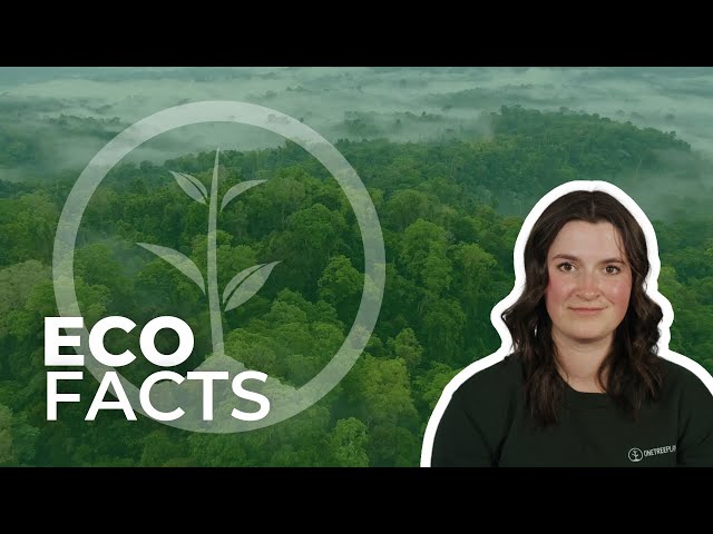 Why Should We Protect The Rainforests | Eco Facts | One Tree Planted
