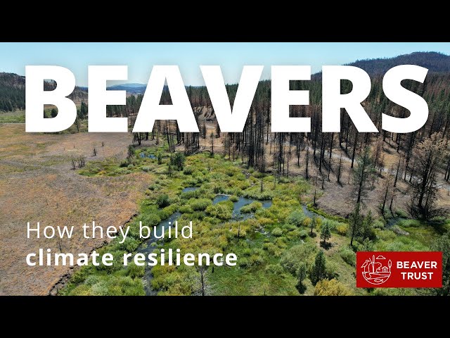 Beavers: Building climate resilience