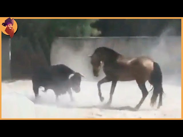 55 Relentless Horse Attacking Moments Caught On Camera