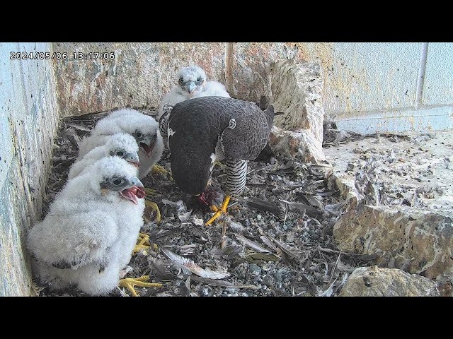 Osaka Peregrine Falcons/2024-05-06/ 5th and  6th feeding
