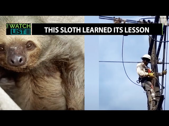 GOOD NEWS: Sloth Saved From Power Lines