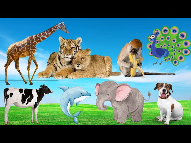 Zoo animals: tiger, peacock, elephant, monkey, rabbit - Animal moment