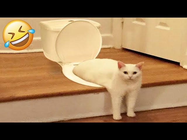 Best Funny Animals 2024 😂 Funniest Cats and Dogs 😻🐶 Part 2