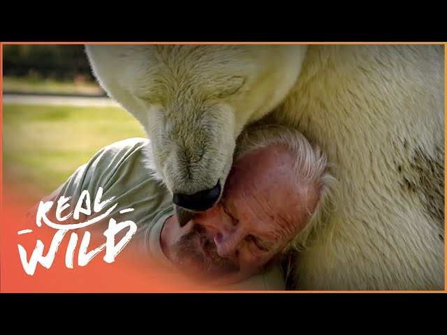 This Man Has The World's Only Pet Polar Bear | Real Wild Shorts