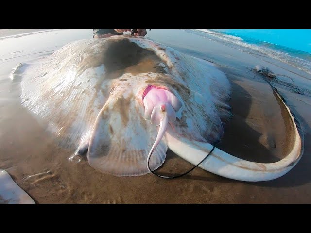 Craziest Ways Sea Creatures Give Birth