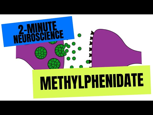 2-Minute Neuroscience: Methylphenidate