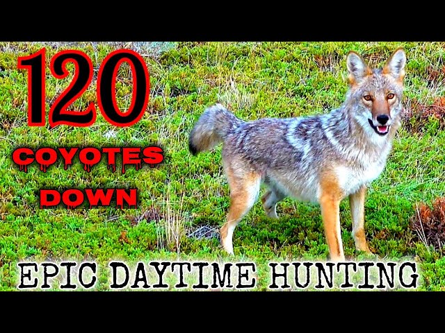 120 Coyotes Down (Best Daytime Coyote Hunting Video) *NEW 2022*
