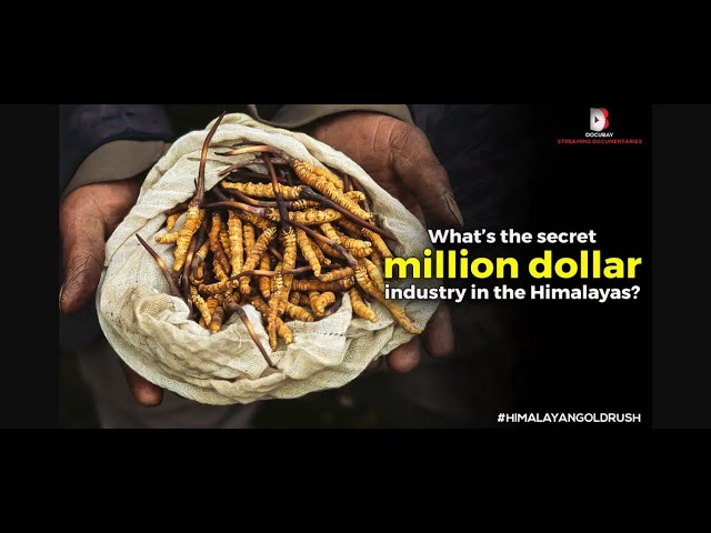 The Secret Million Dollar Industry in the Himalayas - Himalayan Gold Rush