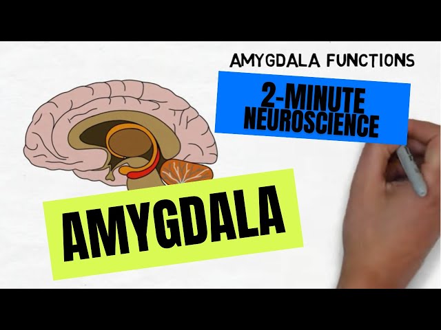 2-Minute Neuroscience: Amygdala
