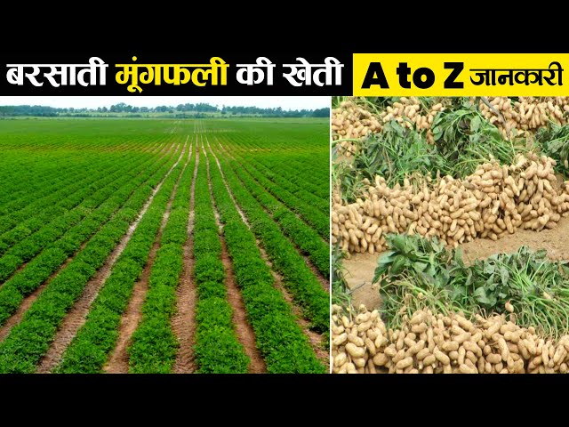मूंगफली की खेती कैसे करें | Mungfali Ki Kheti | Peanut Farming | Advance Agriculture
