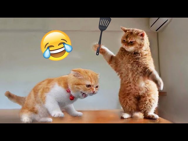 Best Funny Animals 2024 😁 Funniest Dogs and Cats 😺🐶 Part 18