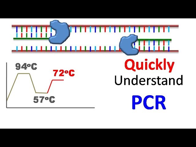 Polymerase chain reaction (PCR)