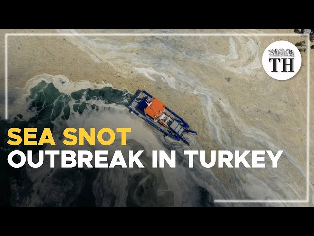 Sea snot outbreak in Turkey threatens marine ecosystem