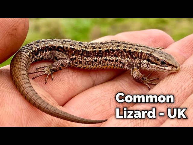The Common Lizard - A Wonderful Reptile Explained - UK - 4K