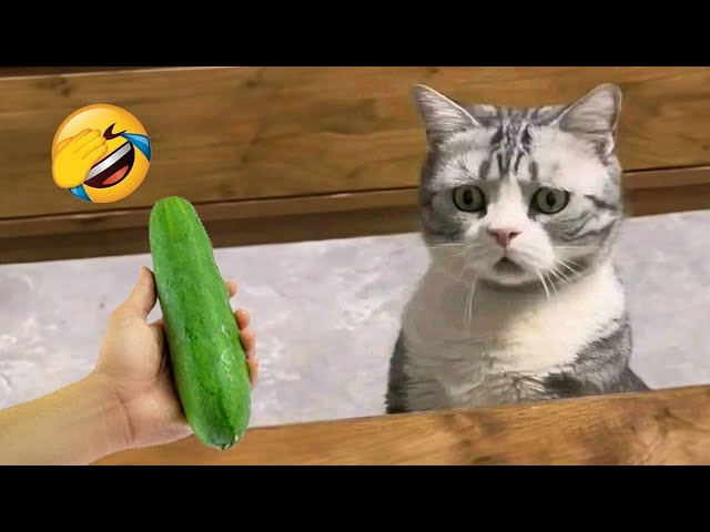 You Laugh You LOSE 😂 Funniest Dogs and Cats 2024 😻🐶 Part 13