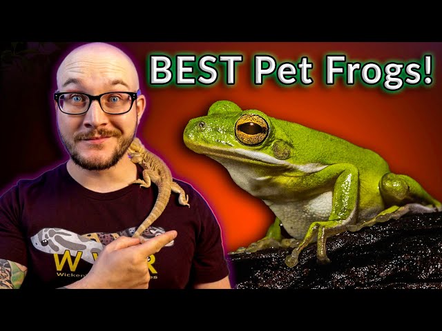 Top 5 BEST Pet Frogs | 100K Subscriber Silver Play Button Reveal!