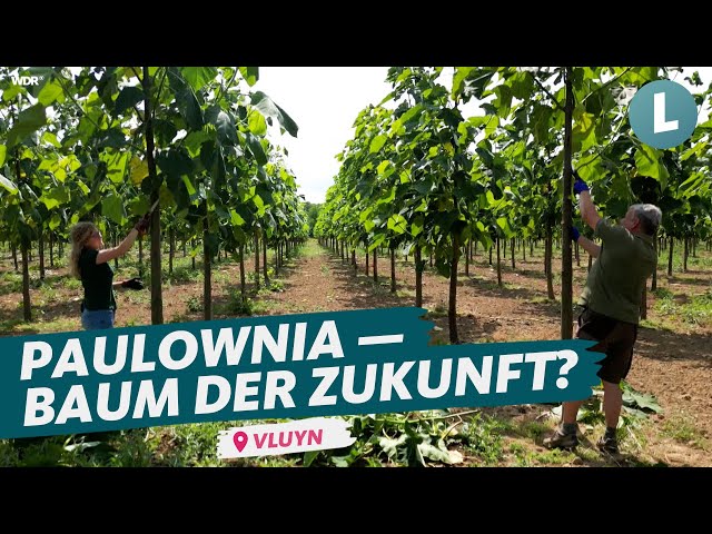 Von 0 auf 4 Meter in einem Jahr: rettet Paulownia-Baum unser Klima? | WDR Lokalzeit Land.Schafft.