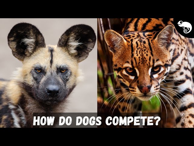 Carnivora - In a World With Cats, How Do Dogs Survive?
