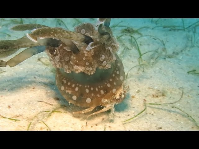Crab Kidnaps A Jellyfish
