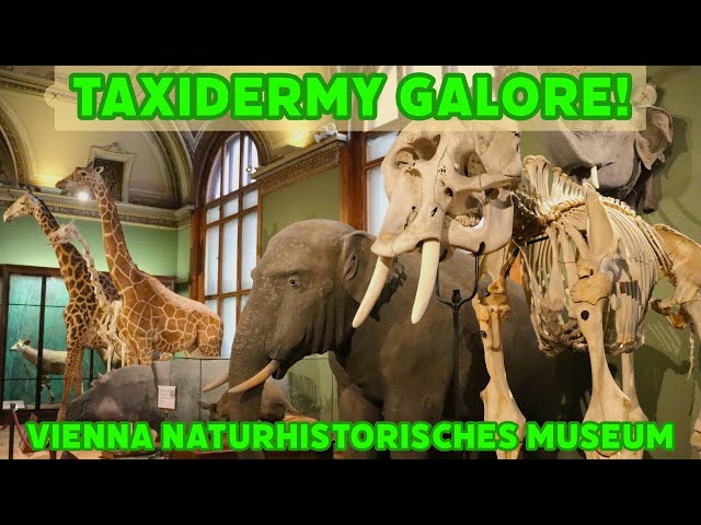 Old-Fashioned Natural History Museum in Vienna - Taxidermy Galore! Part 2