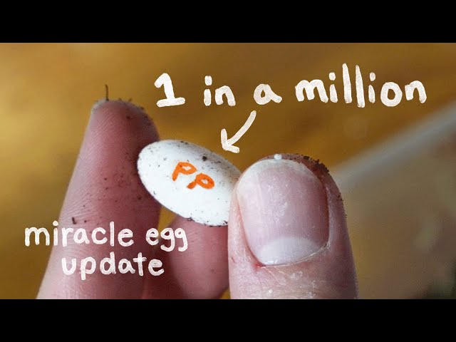 Why I'm drawing marker on my Miracle Gecko Eggs (new egg alert)