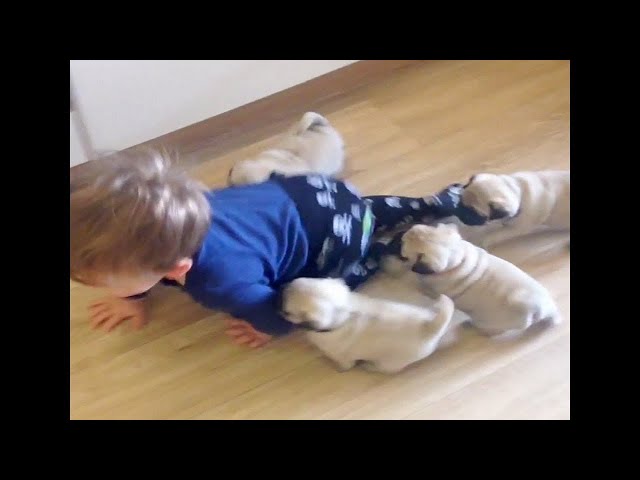 Funny  And Cute Kittens And Puppies Chasing Kids To Play!