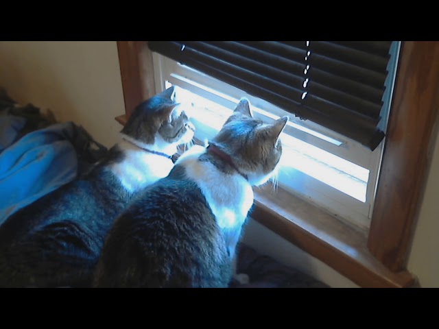 Two cats at a window