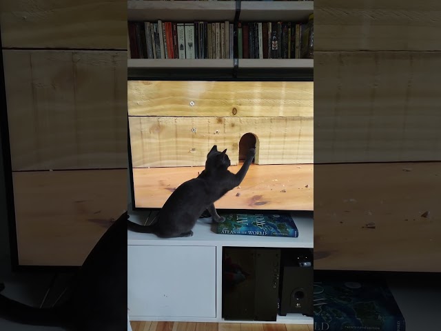 Cat vs Mouse on TV