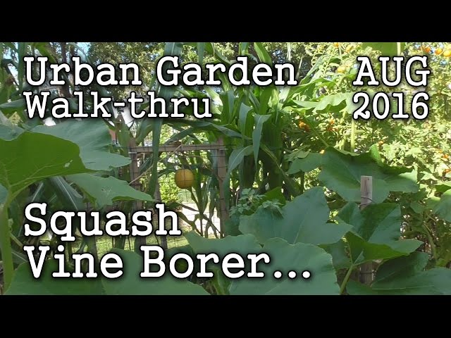 Battling Squash Vine Borer - 2016 Aug 6th Urban Garden & Edible Landscaping Walk-thru -Albopepper
