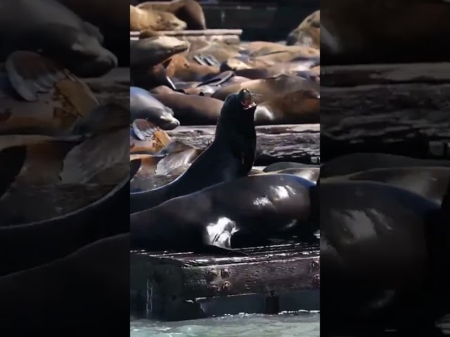Drone footage: Massive gathering of sea lions pile each other #Shorts
