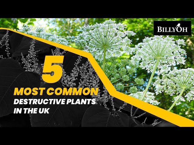 5 Of The Most Common Destructive Plants in the UK - Plant & Garden Facts To Keep You Safe