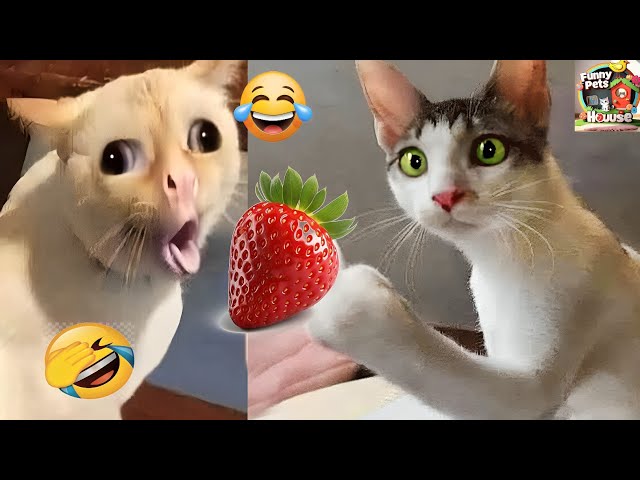 Funniest Cats And Dogs Videos 😁 - Best Funny Animal Videos 2024 🥰
