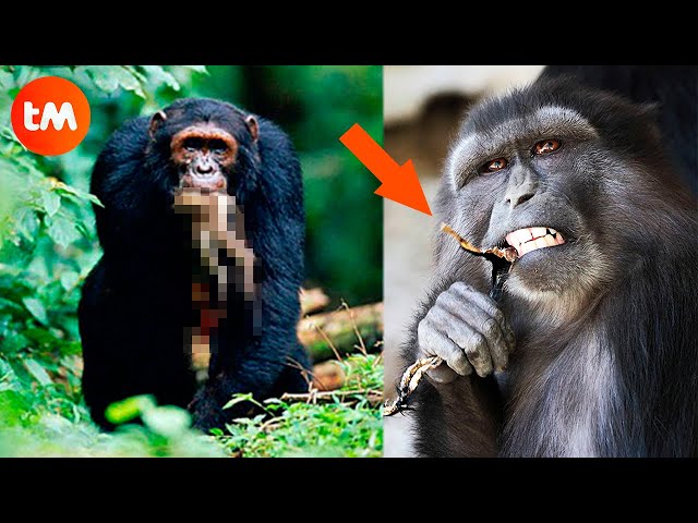 10 Animal SPECIES That Eat Their BABIES 😰