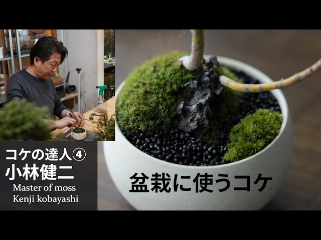 The secret of moss used for bonsai [Moss master ④ Goods Kenji Kobayashi] # 85