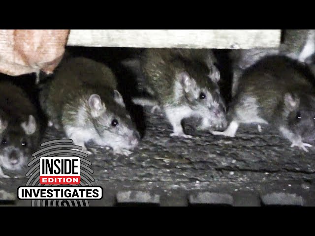 Are Packs of Rats Taking Over Outdoor Dining Huts at Night?