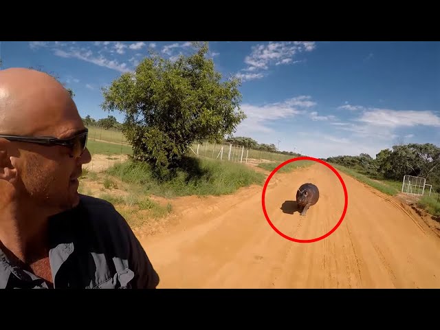6 Hippo Encounters You Should Not Watch