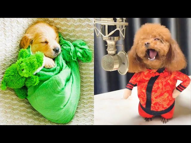 Baby Dogs - Cute and Funny Dog Videos Compilation #14 | Aww Animals