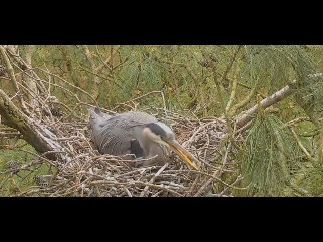 Blue Heron mama patiently waiting for eggs to hatch | The Dodo Tranquil Tuesdays LIVE