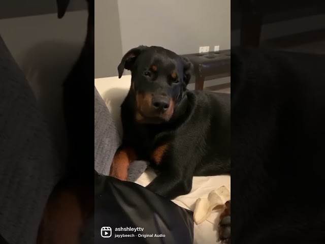 Rottweiler puppy trying not to sleep 😂🥺